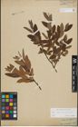 Foto von Salix lapponum L. x Salix myrtilloides L.